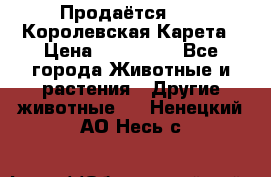 Продаётся!     Королевская Карета › Цена ­ 300 000 - Все города Животные и растения » Другие животные   . Ненецкий АО,Несь с.